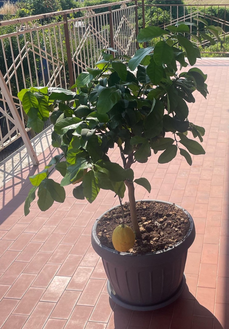 Albero di limone in vaso cresciuto con humus Fertil Green